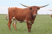 Gingers Catchit EOT 1642