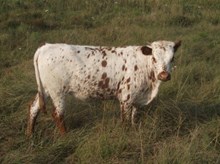 HEIFER CALF 961