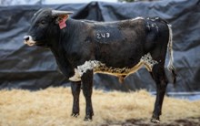 BC Dueling Banjo Time