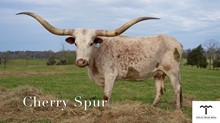 CHERRY SPUR