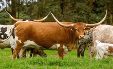 DG DIAMOND JEWEL 🇧🇷