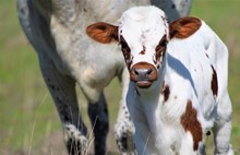 2023 High Society Bull