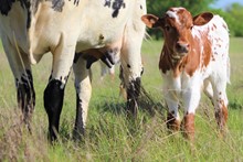 2023 Sweet Jubilee Bull