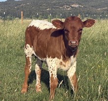 Unnamed Speckled Cowboy heifer