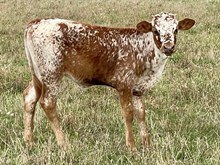 A&S American Cowgirl 