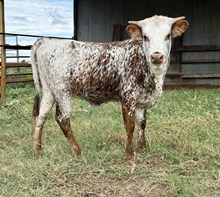 LRR Sweet Shooting Star