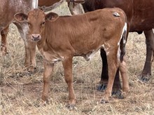 A&S A LITTLE SPECKLE