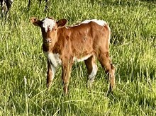 A&S Speckled Strawberry Shortcake 