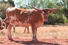 BG Spur's Lady Admiral