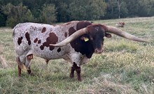 LTL ONE TUFF SIX GUNN