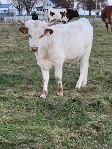 24LF Sweetwater BCB X C3Remy Dust