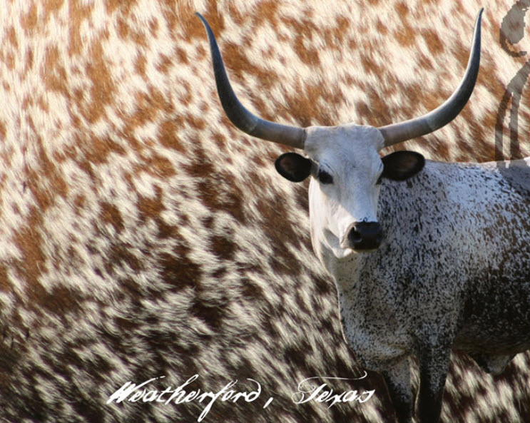 Diamond G Longhorns- Gwen Damoto